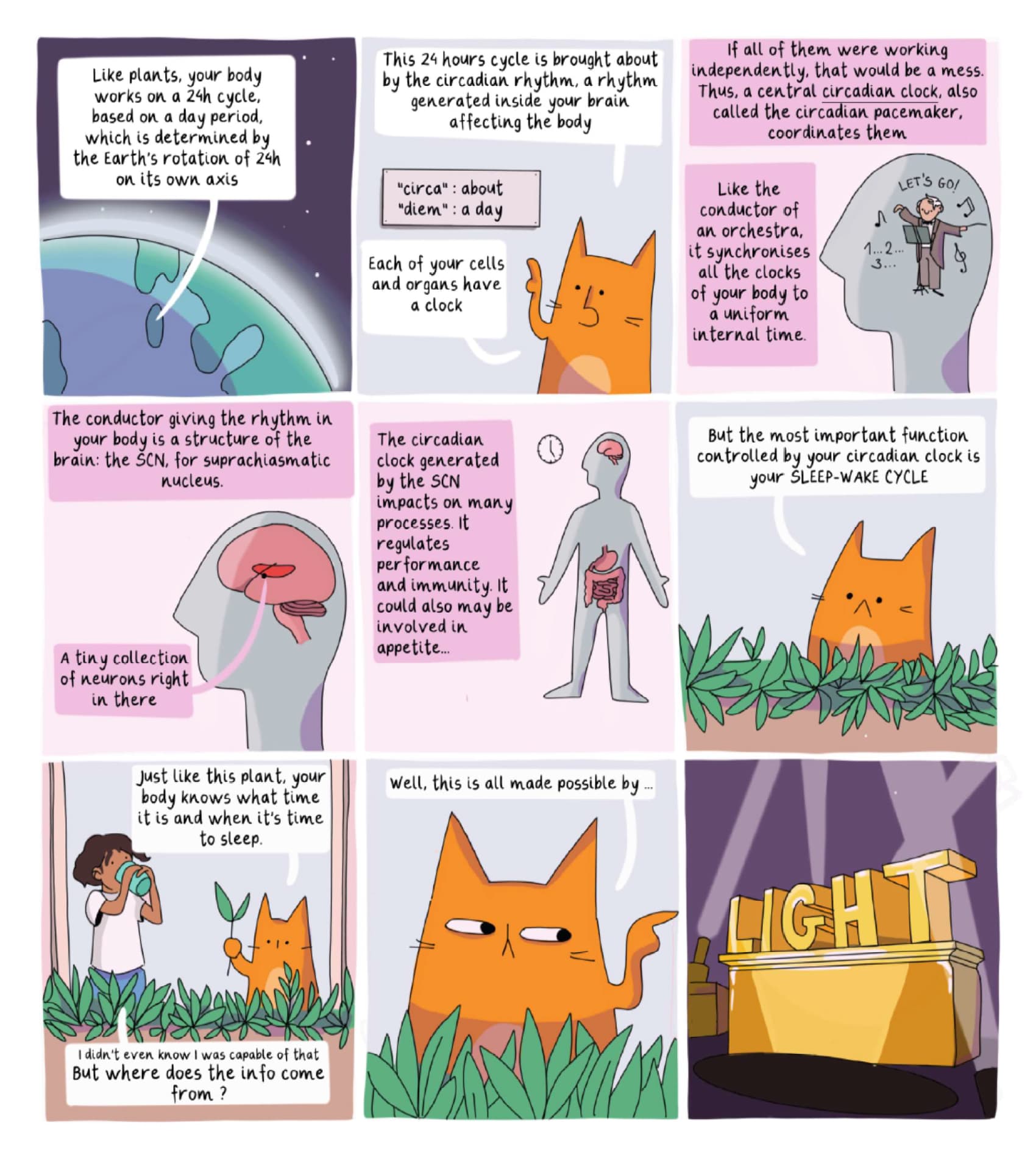 A comic book to help you discover your biological clock