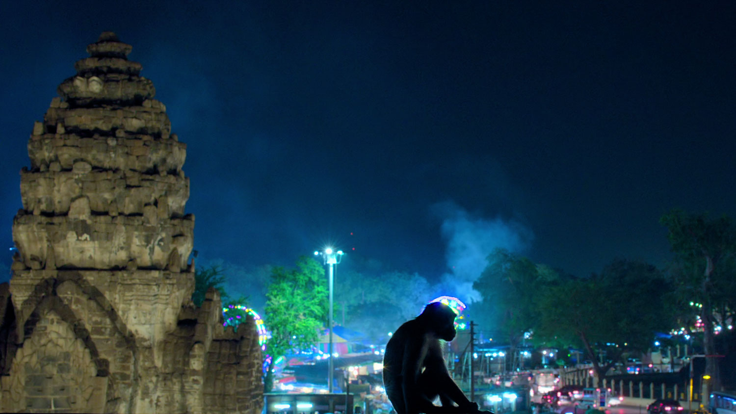 The nocturnal life of animals